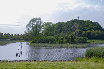 lake and trees