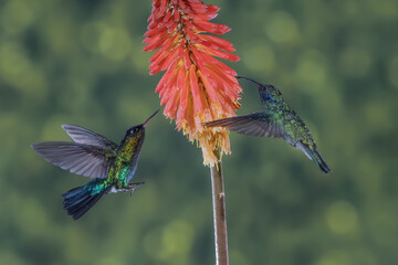 ave, colibrí, naturaleza, fauna, animal, apresurado, verde, azul, vida, flor, pico, miniatura, tornasol, vuela, color, emplumar, rojo, ave, alas, alas, biodiversidad, velocidad, emplumar.Colibrí Garga © Didier
