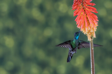 ave, colibrí, naturaleza, fauna, animal, apresurado, verde, azul, vida, flor, pico, miniatura, tornasol, vuela, color, emplumar, rojo, ave, alas, alas, biodiversidad, velocidad, emplumar.Colibrí Garga © Didier