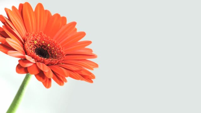 Gerbera Flower Bloom Timelapse Red 01