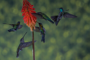 ave, colibrí, naturaleza, fauna, animal, apresurado, verde, azul, vida, flor, pico, miniatura, tornasol, vuela, color, emplumar, rojo, ave, alas, alas, biodiversidad, velocidad, emplumar.Colibrí Garga © Didier