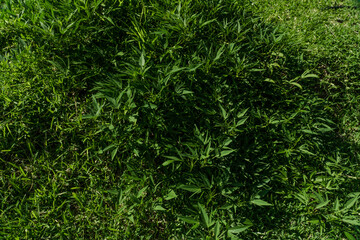 The sweet potato or sweetpotato's  young shoots and leaves. Kuilei Cliffs Beach Park, Honolulu, Oahu, Hawaii