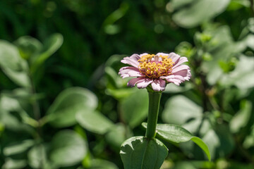  Wild flower without name. Kuilei Cliffs Beach Park, Honolulu, Oahu, Hawaii