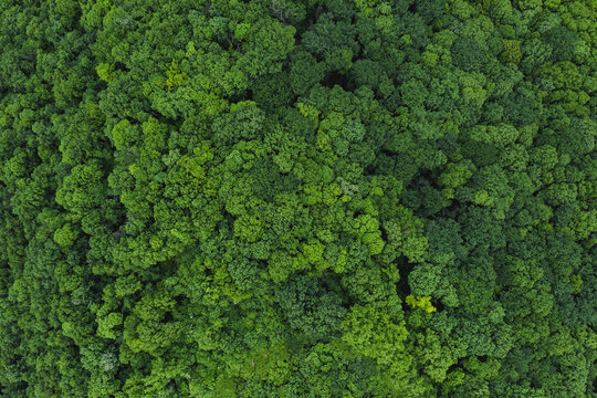 Greenery And Nature