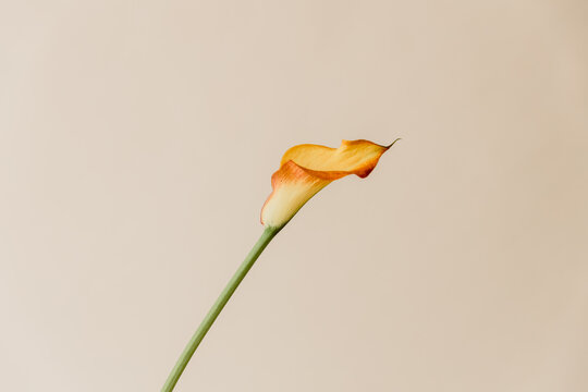 Naklejki Orange flower