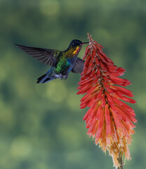 Colibrí Garganta de Fuego, Hummingbirds, tornasol, iridisencia, polinización. © Didier