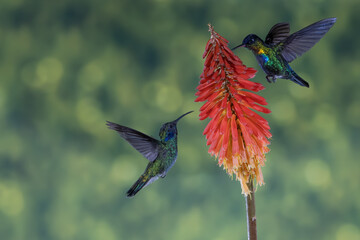 ave, colibrí, naturaleza, fauna, animal, apresurado, verde, azul, vida, flor, pico, miniatura, tornasol, vuela, color, emplumar, rojo, ave, alas, alas, biodiversidad, velocidad, emplumar. © Didier