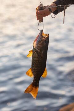 Lake fish hangs from hook after boy catches it on vacation