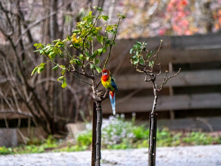  Lorikeet On Rose Right