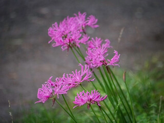 Pink Agapanthus