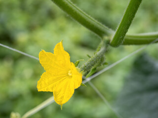 キュウリの雌花