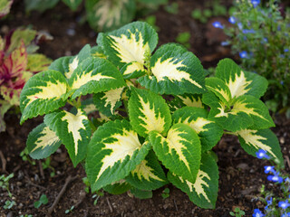 観葉植物　コリウス