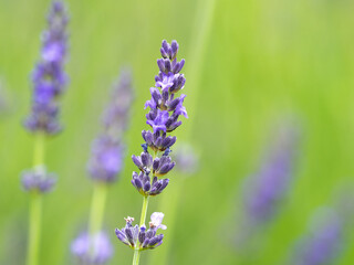 ラベンダーの花