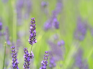 ラベンダーの花