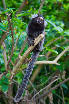 Monkey