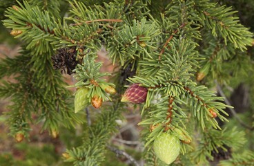 Conifer tree needles in Beartooth Mountains, Montana