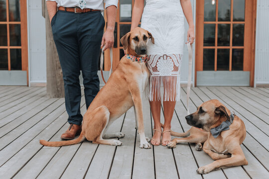 Bride and Groom with Dogs on Wedding Day
