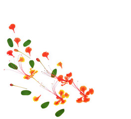 Barbados pride or peacock 's crest top view  isolated on white background