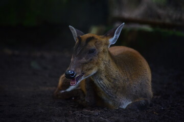 The Indian muntjac, Muntiacus muntjak, also called the southern red muntjac and barking deer, is a deer species native to South and Southeast Asia