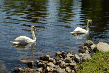 Couple Swans Swimming