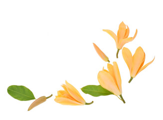 michelia champaca flower top view on white background