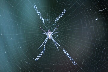 spider on web