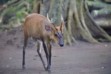 The Indian muntjac, Muntiacus muntjak, also called the southern red muntjac and barking deer, is a...