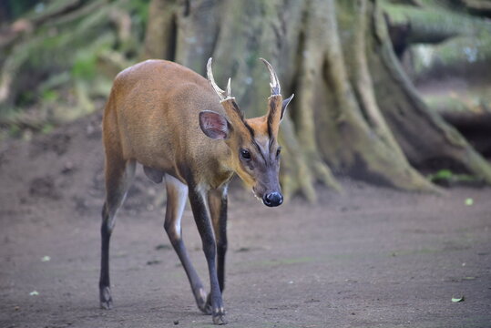 The Indian muntjac, Muntiacus muntjak, also called the southern red muntjac and barking deer, is a deer species native to South and Southeast Asia