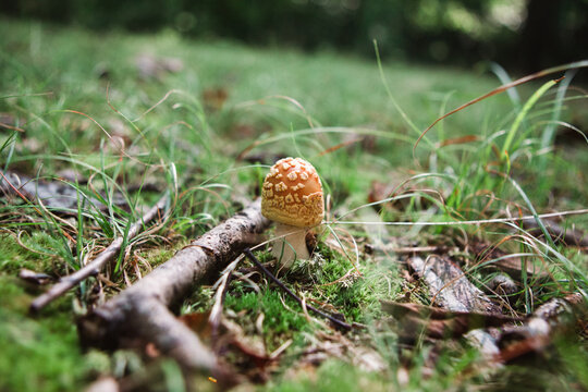 mushroom growing in nature and moss