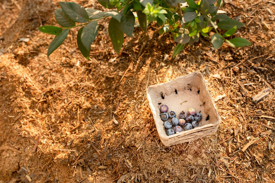Container of blueberries in field