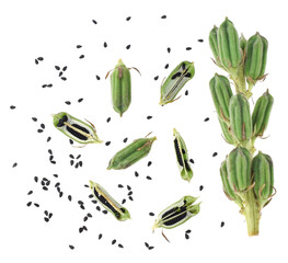 Black Sesame Seeds isolated on white background.