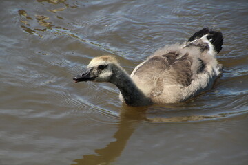 Young Goose Looking Up, Pylypow Wetlands, Edmonton, Alberta