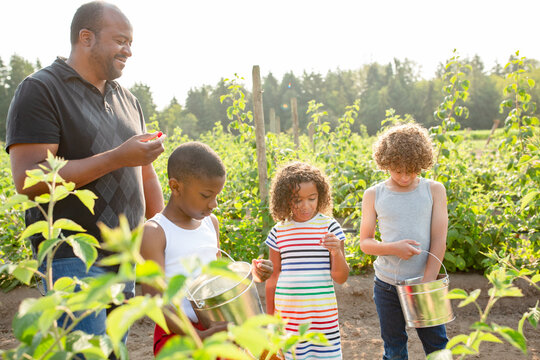 Dad and kids in a raspberry field