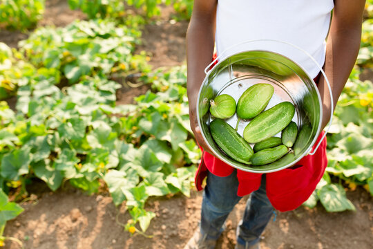 Hands of child holding bucket of cucumbers