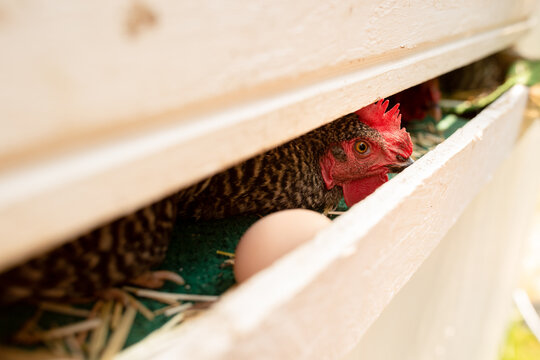 Closeup of chicken and egg in a coop