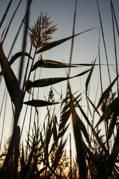 Meadow-grass at sunset time