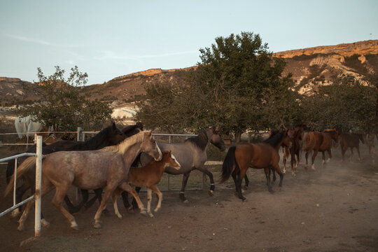 Herd of horses coming out of paddock 