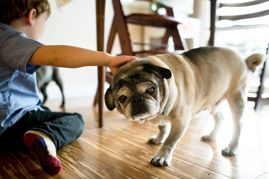 Young boy pats elderly Pug on floor