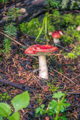 Hongos rojos en el bosque