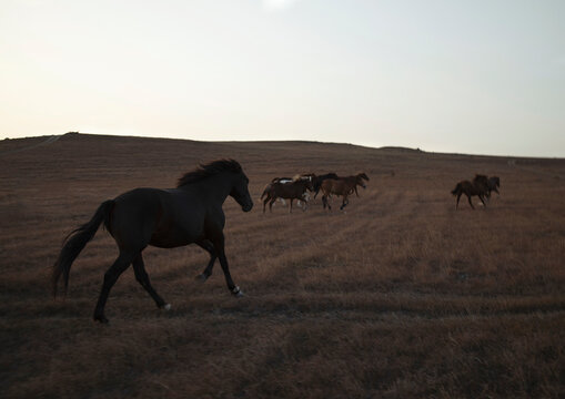 A herd prancing horses in the mountains