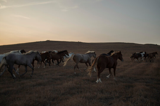 A herd prancing horses in the mountains