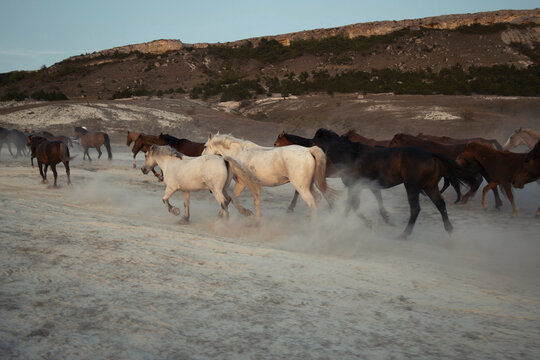 A herd prancing horses in the mountains