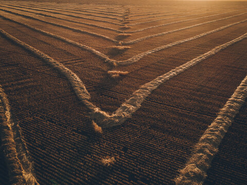 Windrowed barley on a warm sunset