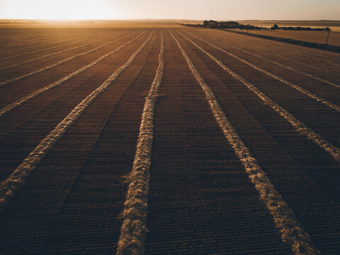 Windrowed barley on a warm sunset