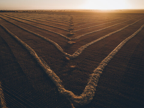 Windrowed barley on a warm sunset