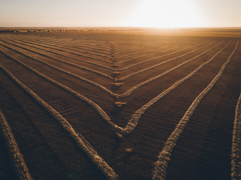 Windrowed barley on a warm sunset