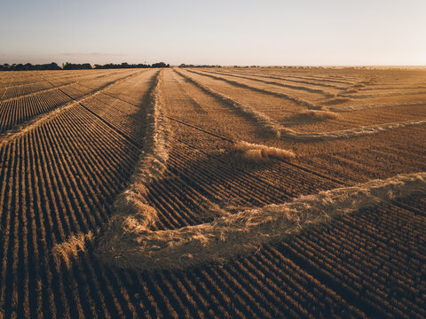 Windrowed barley on a warm sunset