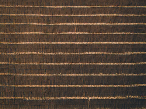 Windrowed barley on a warm sunset