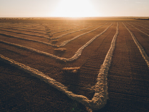 Windrowed barley on a warm sunset