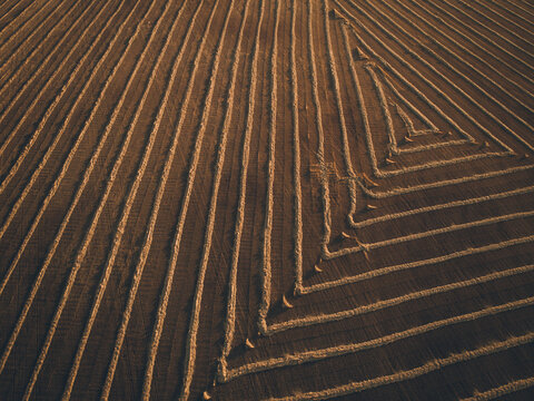 Windrowed barley on a warm sunset